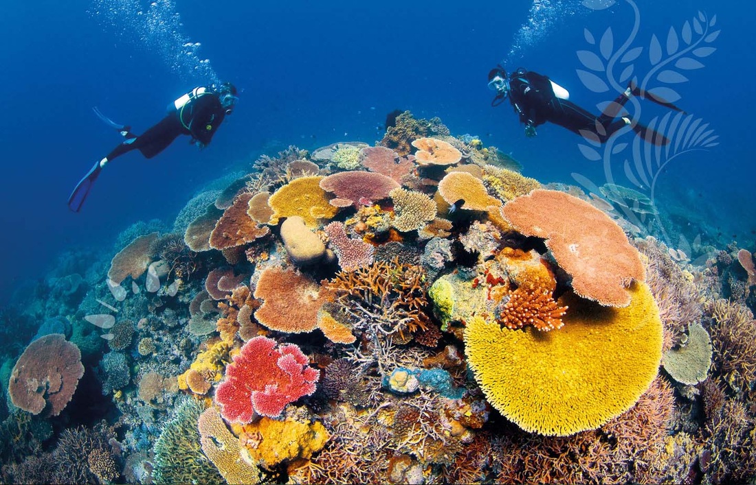 The Great Barrier Reef Unique And Physical Enviroments In Australia